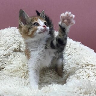 福岡：動物病院発！甘々三毛ちゃん