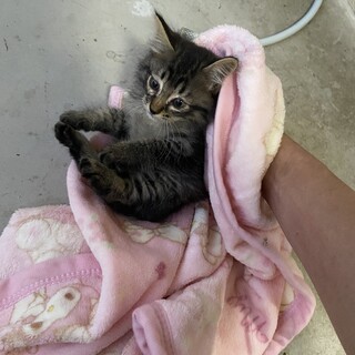 推定一ヶ月　子猫