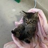 推定一ヶ月　子猫 サムネイル2