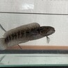 コウタイ サムネイル2
