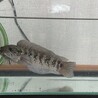 コウタイ サムネイル3