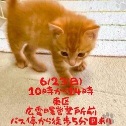 保護ねこ☆小さな譲渡会