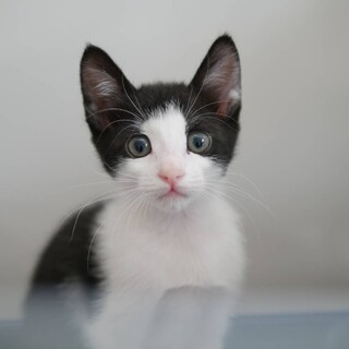 ハチワレ子猫　ラピスちゃん　里親様募集中！