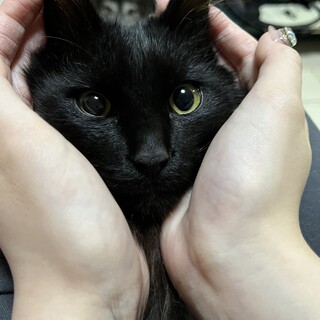 事故で前足断脚、でも懸命に生きてる長毛スリゴロ君