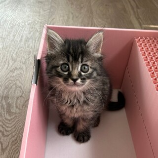 天真爛漫でお転婆さん♡桜林ちゃん