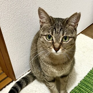 遊ぶの大好き♪将来はきっと甘えん坊『いちかちゃん』