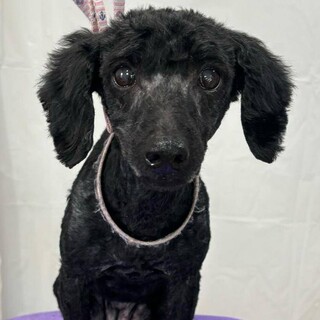 甘えん坊で人懐っこい黒のトイプードル「点」ちゃん♀