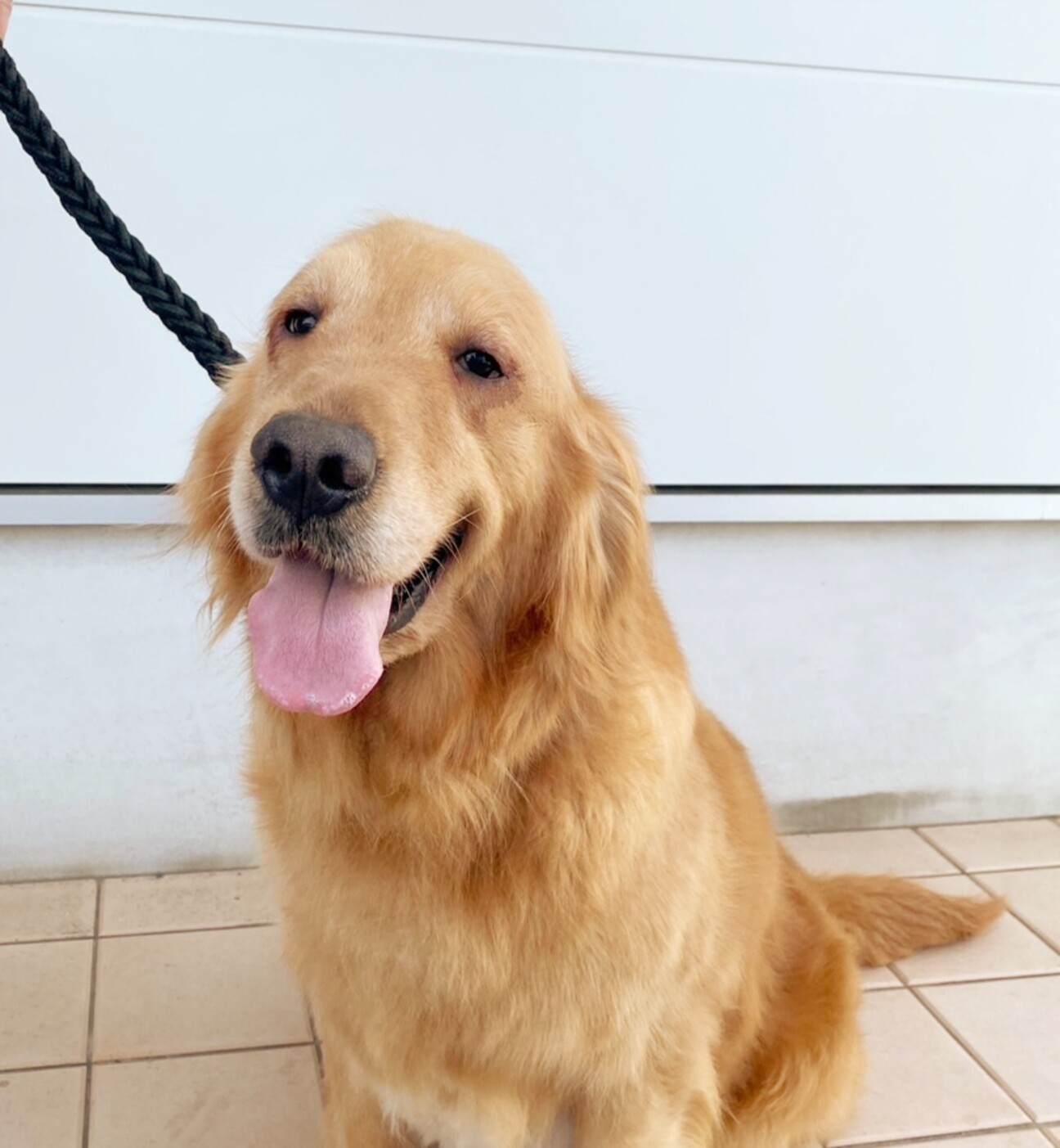 ゴールデンレトリバー 子犬 ポスター 木製フレーム ロングフレーム イタリー製 ゴールデンレトリバー 子犬 ポスター 木製フレーム ロングフレーム