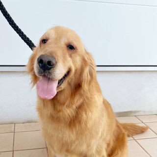 4歳　メス　ゴールデンレトリバー