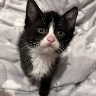 末広がりのハチワレ♡らんくん