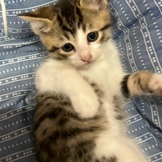 たれ目が可愛い♡りんくん♡