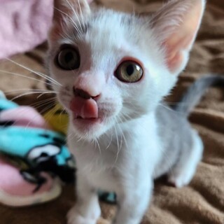 【大至急】3月20日産まれ女の子