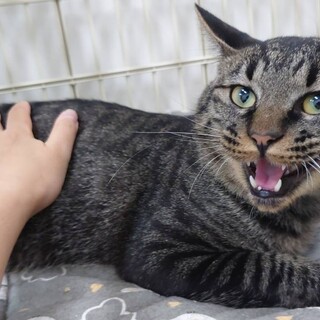 ツンデレ王子「純くん」