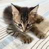 【里親様募集】元気な慎重派＊キジトラの男の子 サムネイル3