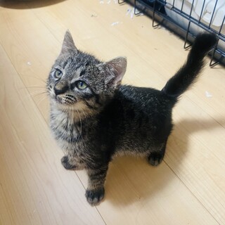 【正式譲渡】子室くん→虎鉄くん