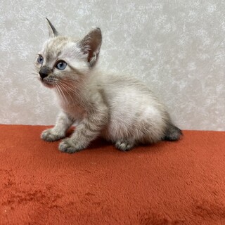 朝からほのぼのオーラ全開！青い目の❤ぼたん