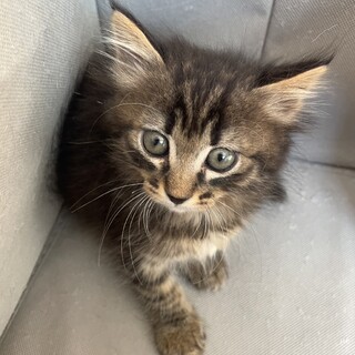 ふわもこ激カワ女の子！