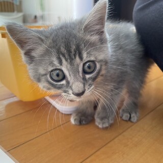 ふわもこ可愛い男の子！