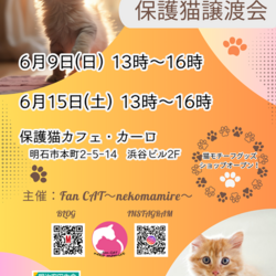 明石譲渡会☆保護猫カフェ・カーロ