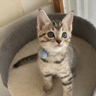 甘えた★ごま君★わんぱく