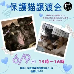 teamしっぽ保護猫譲渡会in大阪