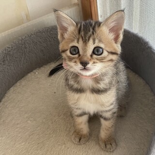 甘えた★さくらちゃん★しっかりもの？