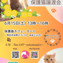 明石譲渡会☆保護猫カフェ・カーロ