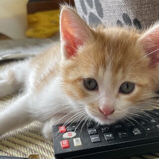 4/22生まれ！超美形！元気なオス子猫ちゃん