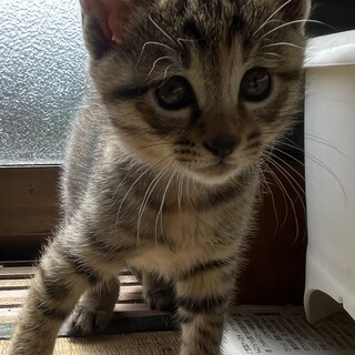 4/22生まれ！抱っこも無抵抗なとっても可愛い子猫