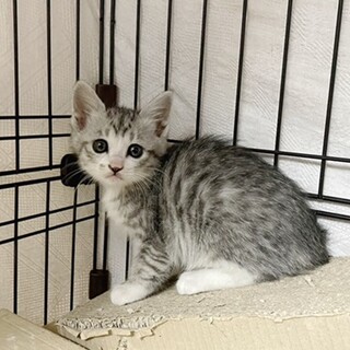 生後1カ月半　手のひらサイズの小さな子猫達♡