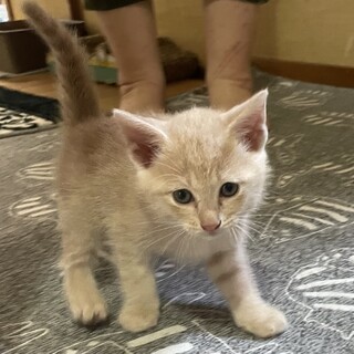 最後1ヶ月半♡甘えん坊警戒心ゼロ子猫ちゃん♡