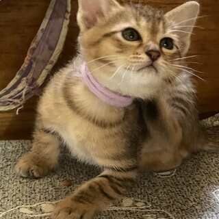 手のひらサイズ子猫　キジ　抱っこも無抵抗♡