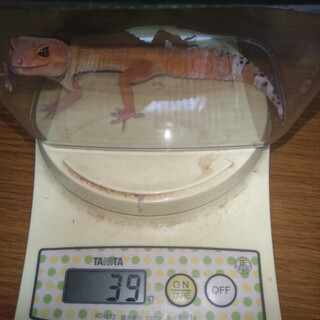 里親様決まりました