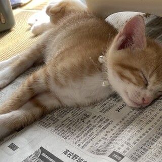 オレンジ色トラ柄やんちゃな手のひらサイズ子猫ちゃん