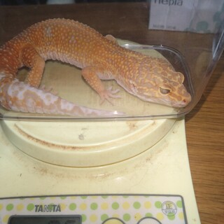 里親様決まりました