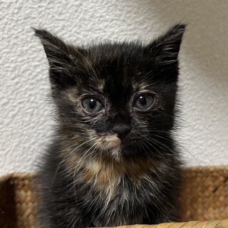 さび猫子猫　里親さん大募集！