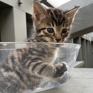 【兄弟譲渡優先】キジトラちゃん