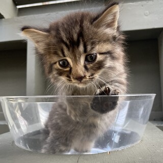 【兄弟譲渡優先】キジトラ長毛ちゃん