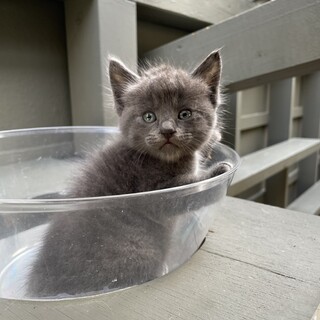 【兄弟譲渡優先】グレーちゃん（長毛混じり）