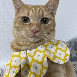 可愛い茶トラの女の子♪