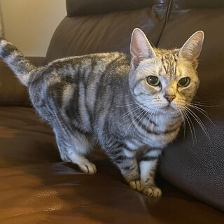 茨城県✴︎大人しい女の子♡アメリカンショートヘア