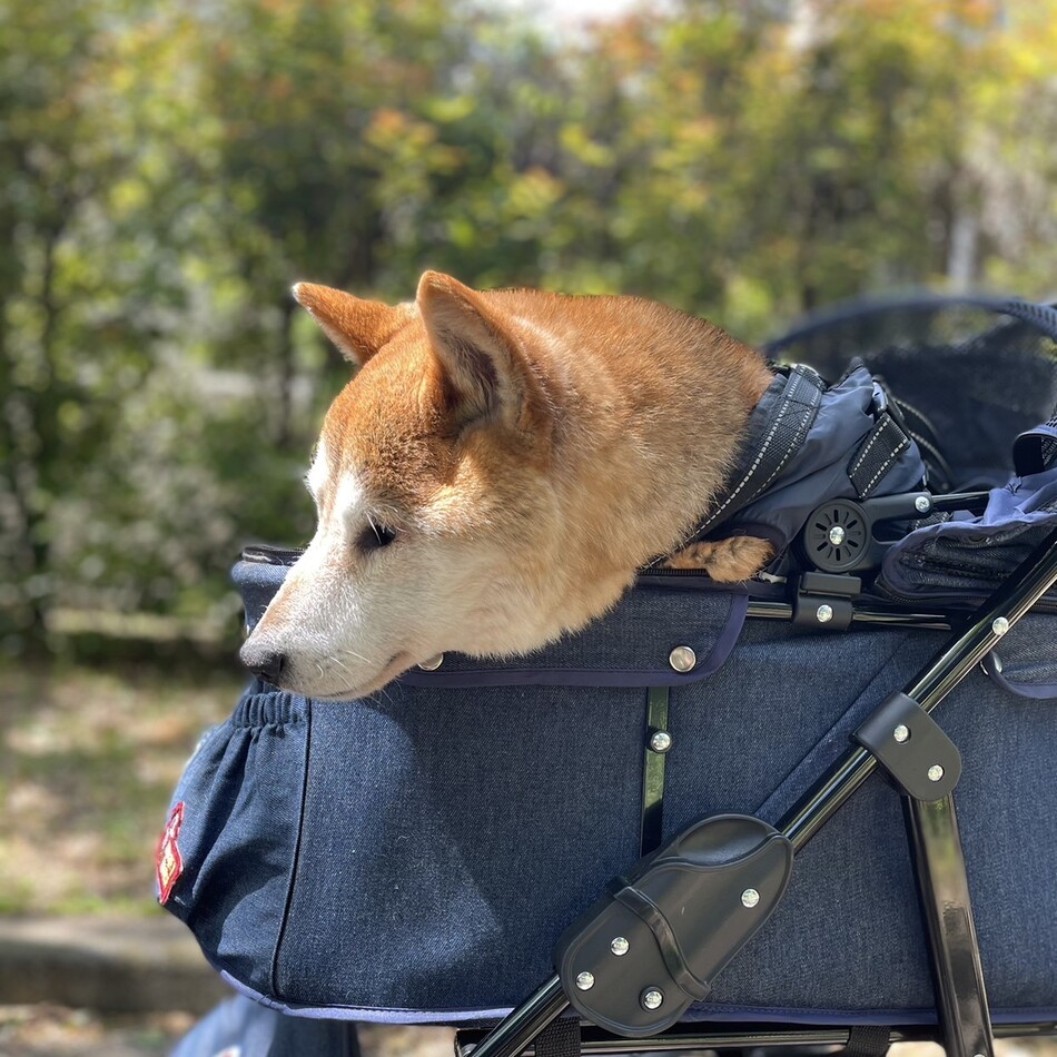 プーすけのカバー写真