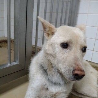 処分対象❗️6月10日期限若い男の子‼️