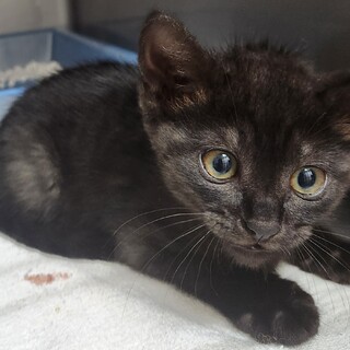 かわいいクロネコ保護しました！