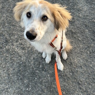 とっても可愛いお顔の女の子(完全室内飼育)