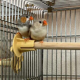 キンカチョウ若鳥ペア