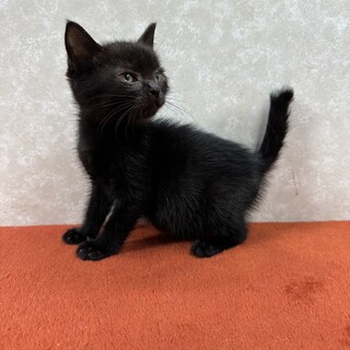 黒猫❤️ビビ！兄妹の中で一番の甘えっ子