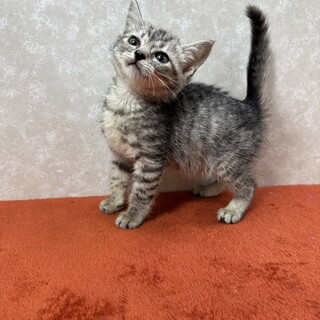 サバトラ❤ププ！うっとおしいほど傍にいます！