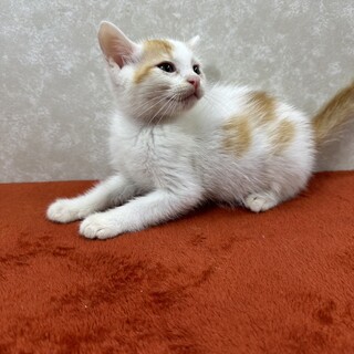 甘えん坊でのんびりな性格！初心者に最適❤しらす