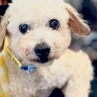 ★シニアにチャンスを★スカイ★トイプードル★